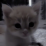 logo kittenlus