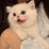 logo mintforcats